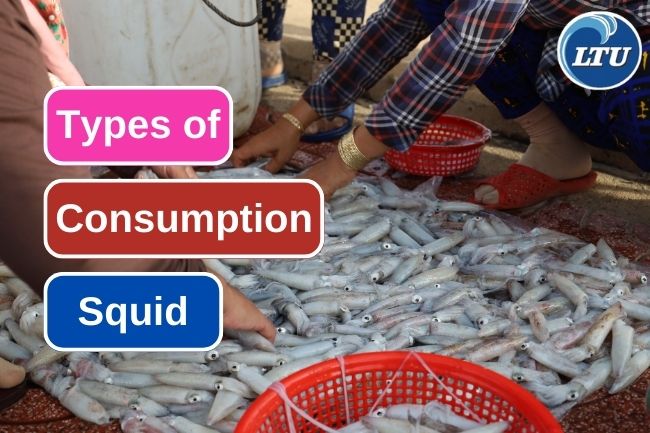 Here Are 5 Types Of Common Edible Squid